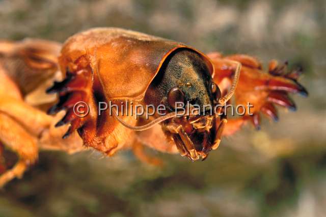 Gryllotalpa gryllotalpa.JPG - in "Portraits d'insectes" ed. SeuilGryllotalpa gryllotalpaCourtiliere ou taupe grillonMole cricketOrthopteraGryllotalpidaeFrance